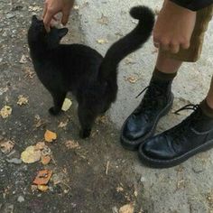 a person standing next to a black cat on top of a cement ground and touching it's paw