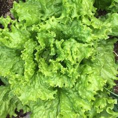 green lettuce growing in the garden