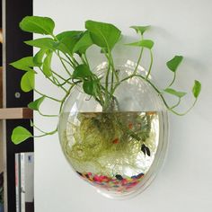 a plant in a glass bowl hanging from a wall with water and plants inside it