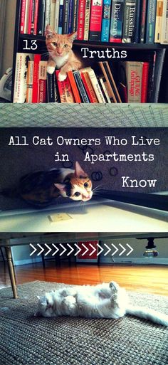 two cats laying on the floor in front of bookshelves with text that reads 13 truths all cat owners who live in apartments know