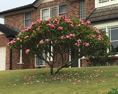 a tree with pink flowers in front of a brick house on a hill next to a lawn