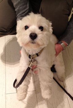 a small white dog on a leash being held by someone's arm and leg