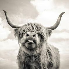 an animal with very long hair standing in the grass and looking at the camera, black and white photo