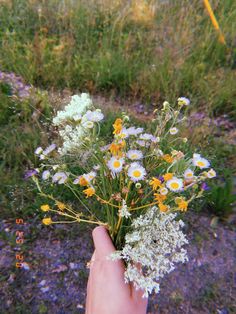 a hand holding a bunch of wildflowers in front of some grass and flowers