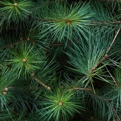 close up view of green needles on a pine tree, taken from the top down