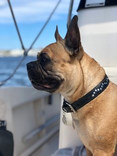 a dog is sitting on the back of a boat looking out at the water while wearing a leather collar