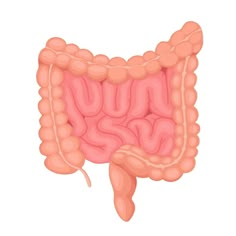 an illustration of the human stomach and its small intestive areas, including the large int