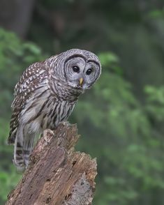 an owl perched on top of a tree stump