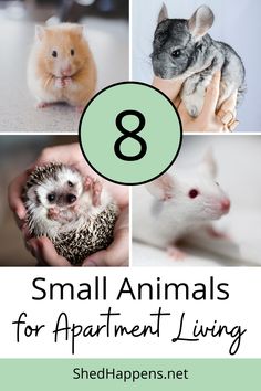 A collage of 4 small animals including a light brown hamster, a grey chinchilla, a brown hedgehog and a white mouse with text that states: 8 small animals for apartment living. Best Pets For Apartments, Cute Rodents Pets, Small Pets For Apartments, Small Pets To Own, Small Animals Pets, Best Small Pets, Animals And Pet Supplies, Animal Farming, Hamster Pet