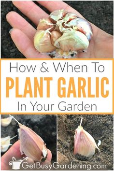 how and when to plant garlic in your garden