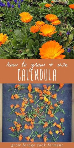 how to grow and use caledala flowers in the garden with text overlay