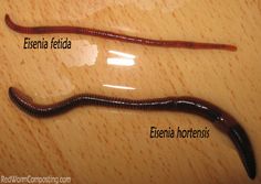 a close up of a worm on a wooden surface with words describing the different types of worms