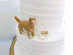 a brown dog standing on top of a white cake