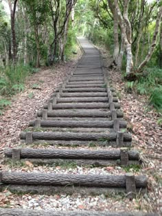 an old set of stairs made out of logs in the middle of some trees and leaves