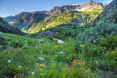 wildflowers and other flowers grow in the foreground with mountains in the background