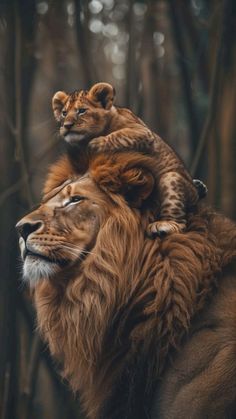 two lions are sitting on top of each other