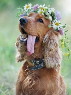 a brown dog wearing a flower crown on its head with it's tongue out