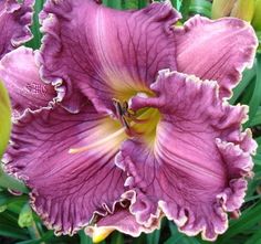 a purple flower with yellow stamens in the middle and green leaves behind it