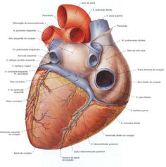 diagram of the human heart with major vessels labeled in spanish and latin words on it