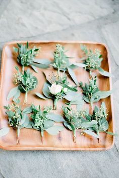 small green plants are arranged on a tray