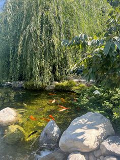 there are many goldfish in the water near some rocks and trees on the shore