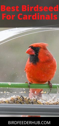 a red bird sitting on top of a window sill with the words best birdseed for cardinals above it