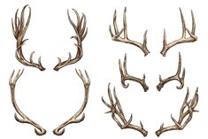 four different types of antlers on a white background