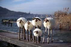 four sheep are standing on a dock near the water and reeds in front of them