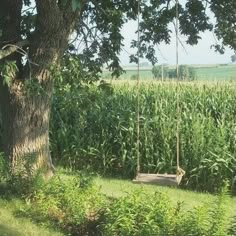 a swing hanging from a tree in the middle of a corn field next to a large tree