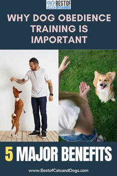 a man and his dog with the title why dog obedience training is important 5 major benefits