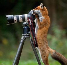 a cat standing on top of a tripod next to a camera