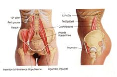 Le "Muscle de l'âme" pourrait être une source d'anxiété et de votre peur Yoga Routine For Beginners, Yoga Moves, Iyengar Yoga