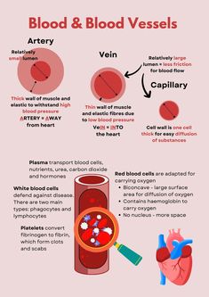 blood and blood vessels in the body, with different types of blood vessels on them