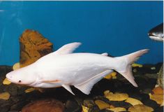 a large white fish swimming on top of rocks and gravel in an aquarium with another fish nearby