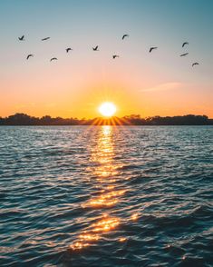 a flock of birds flying over the ocean at sunset