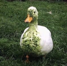 a duck covered in green stuff sitting on top of the grass with it's eyes closed