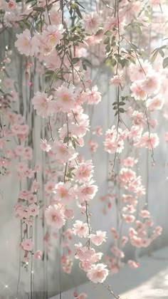 pink flowers hanging from the side of a white wall in front of a fence with sunlight streaming through it