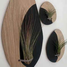 two wall mounted air plants on wood and black oval plaques with metal clips attached to them