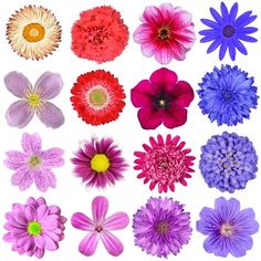 many different colored flowers on a white background