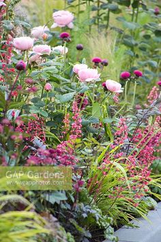 some pink flowers and green plants in a garden with purple foliage on either side of the planter