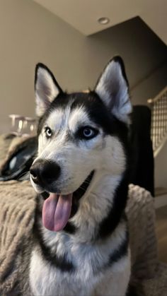 a black and white husky dog sitting on top of a bed next to a handbag