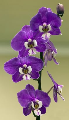 purple orchids with white tips in a vase