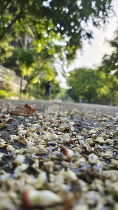 the ground is littered with shells and other things on it's side, as if for some reason