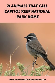 a bird sitting on top of a tree branch with the words, 21 animals that call capitol reef national park home