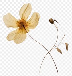 a yellow flower on a white background