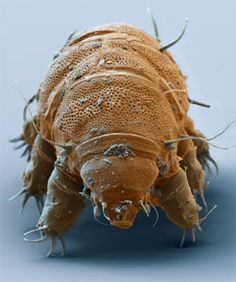 a close up of a bug on a white surface