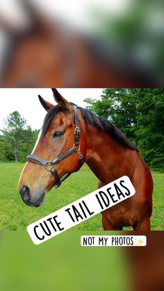 a brown horse standing on top of a lush green field next to a sign that says cute tail ideas not my photos