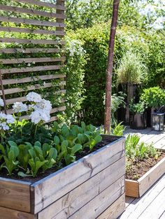 an outdoor garden with flowers and greenery in the back ground, surrounded by wooden slats