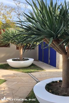 a large palm tree sitting in the middle of a yard next to a white planter