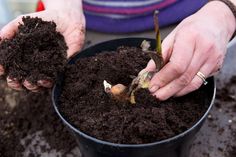 How to grow cannas - planting a canna rhizome Gardeners World, Growing Plants, How To Grow, Planting, Garden Plants, To Grow